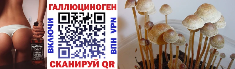 кракен зеркало  как найти наркотики  Заозёрск  Галлюциногенные грибы мицелий 